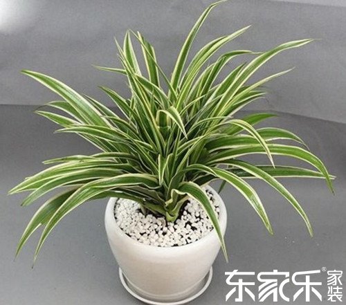 綠色植物清除室內有害物質