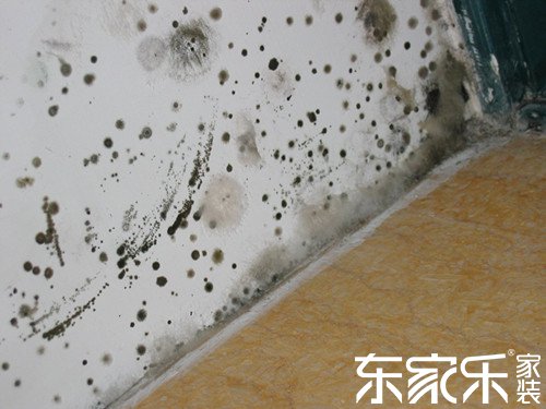墻面為什么發(fā)霉?